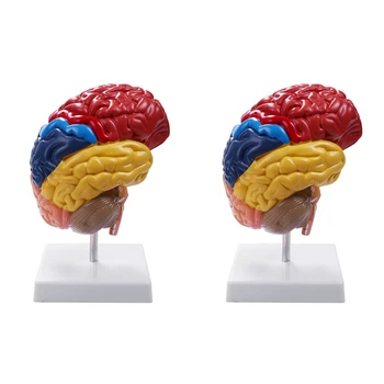 2X Анатомическая модель головного мозга Анатомия 1:1 Половина мозга Ствол мозга Учебные лабораторные принадлежности