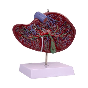 Модель анатомии печени человека для изучения заболеваний, анатомия модели печени в натуральную величину показывает детали кровеносной системы печени